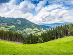 Colombia: potencia forestal de América Latina