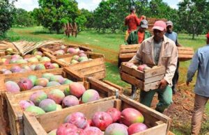 La inclusión financiera rural se logra fiando, una innovación fintech