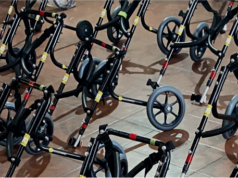 Movilidad para todos: perritos que vuelven a caminar