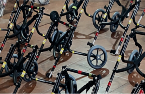 Movilidad para todos: perritos que vuelven a caminar