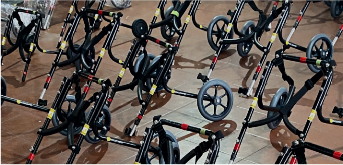 Movilidad para todos: perritos que vuelven a caminar