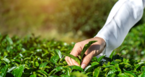 ¿Cómo sacarle jugo al nuevo PND?: habla experta