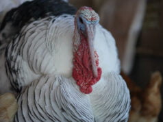 Colombia toma medidas: prohíbe el ingreso de aves y productos de riesgo debido a la presencia de Influenza Aviar