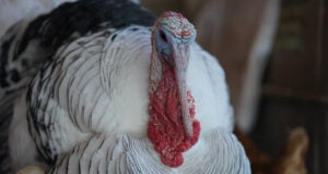 Colombia toma medidas: prohíbe el ingreso de aves y productos de riesgo debido a la presencia de Influenza Aviar