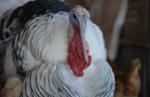 Colombia toma medidas: prohíbe el ingreso de aves y productos de riesgo debido a la presencia de Influenza Aviar