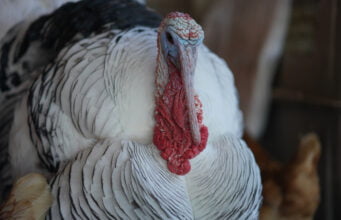 Colombia toma medidas: prohíbe el ingreso de aves y productos de riesgo debido a la presencia de Influenza Aviar