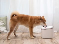 Xiaomi celebra el Día Internacional del Perro con tecnología que hace feliz a tu mejor amigo