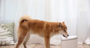 Xiaomi celebra el Día Internacional del Perro con tecnología que hace feliz a tu mejor amigo