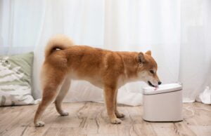 Xiaomi celebra el Día Internacional del Perro con tecnología que hace feliz a tu mejor amigo