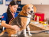 ¿Por qué las mascotas en Colombia viven menos que en otros países?