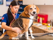 ¿Por qué las mascotas en Colombia viven menos que en otros países?