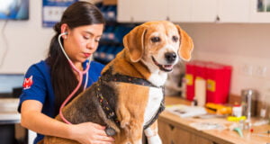 ¿Por qué las mascotas en Colombia viven menos que en otros países?