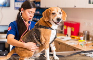 ¿Por qué las mascotas en Colombia viven menos que en otros países?
