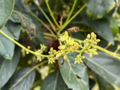 Syngenta transforma los sistemas agroalimentarios de Latinoamérica