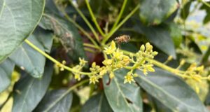 Syngenta transforma los sistemas agroalimentarios de Latinoamérica