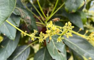 Syngenta transforma los sistemas agroalimentarios de Latinoamérica