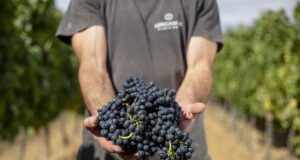 Portugal le apuesta a la cultura vinícola colombiana