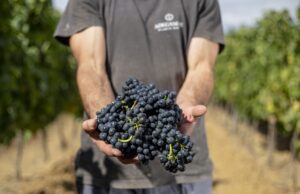 Portugal le apuesta a la cultura vinícola colombiana