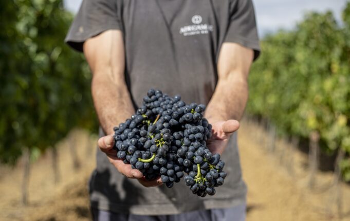 Portugal le apuesta a la cultura vinícola colombiana