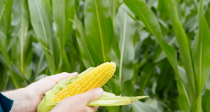 En 2023, cerca de 40.000 toneladas de maíz nacional han sido adquiridas por Alimentos Polar Colombia