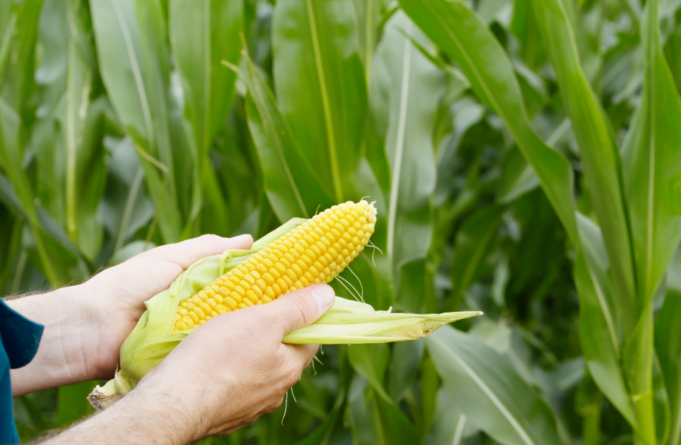 En 2023, cerca de 40.000 toneladas de maíz nacional han sido adquiridas por Alimentos Polar Colombia