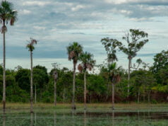 Geopark celebra la declaratoria del parque nacional natural serranía de Manacacías como área protegida
