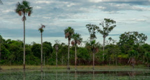 Geopark celebra la declaratoria del parque nacional natural serranía de Manacacías como área protegida