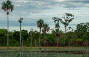 Geopark celebra la declaratoria del parque nacional natural serranía de Manacacías como área protegida