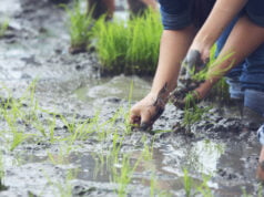 Los sistemas de drenaje serán la protección del agro para enfrentar el Fenómeno de la Niña