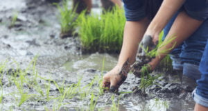 Los sistemas de drenaje serán la protección del agro para enfrentar el Fenómeno de la Niña