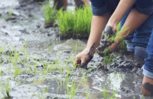 Los sistemas de drenaje serán la protección del agro para enfrentar el Fenómeno de la Niña