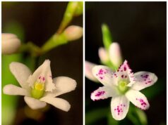 Descubra la belleza y diversidad de las orquídeas en la V Feria Verde Bogotá