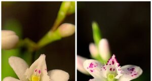 Descubra la belleza y diversidad de las orquídeas en la V Feria Verde Bogotá