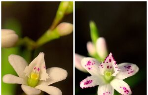 Descubra la belleza y diversidad de las orquídeas en la V Feria Verde Bogotá
