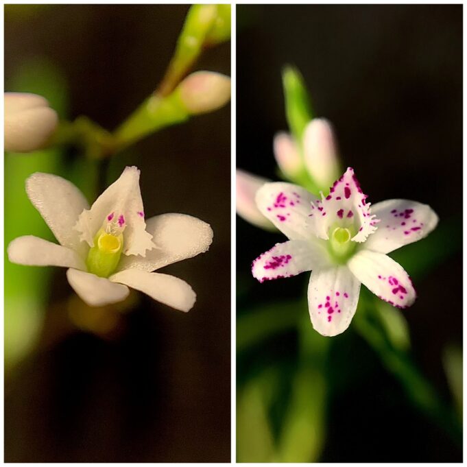 Descubra la belleza y diversidad de las orquídeas en la V Feria Verde Bogotá