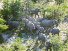 IBM y WWF-Alemania desarrollarán una nueva solución de IA para apoyar la conservación de especies clave