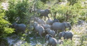 IBM y WWF-Alemania desarrollarán una nueva solución de IA para apoyar la conservación de especies clave