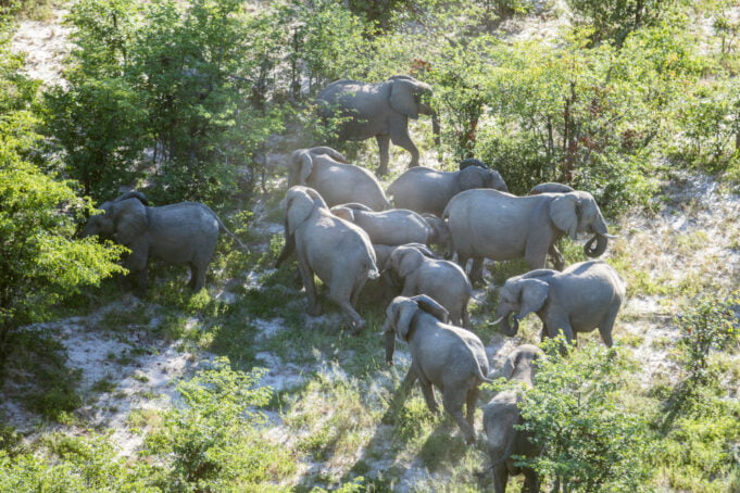 IBM y WWF-Alemania desarrollarán una nueva solución de IA para apoyar la conservación de especies clave