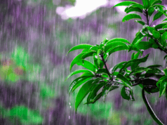 Los sistemas de drenaje son ideales para proteger los cultivos durante la temporada de lluvias en Colombia