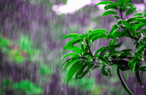 Los sistemas de drenaje son ideales para proteger los cultivos durante la temporada de lluvias en Colombia