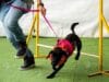 Mientras crecen los hogares unipersonales, el 67 % de las familias ya convive con mascotas: así está cambiando la forma de vivir en Colombia