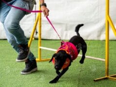 Mientras crecen los hogares unipersonales, el 67 % de las familias ya convive con mascotas: así está cambiando la forma de vivir en Colombia