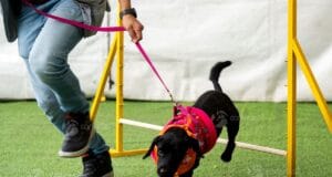 Mientras crecen los hogares unipersonales, el 67 % de las familias ya convive con mascotas: así está cambiando la forma de vivir en Colombia