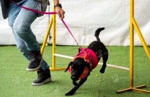 Mientras crecen los hogares unipersonales, el 67 % de las familias ya convive con mascotas: así está cambiando la forma de vivir en Colombia