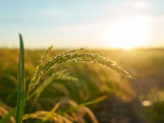 Innovación agrícola: la clave para que Colombia convierta el maíz en motor de desarrollo