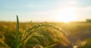 Innovación agrícola: la clave para que Colombia convierta el maíz en motor de desarrollo