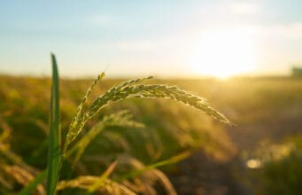 Innovación agrícola: la clave para que Colombia convierta el maíz en motor de desarrollo