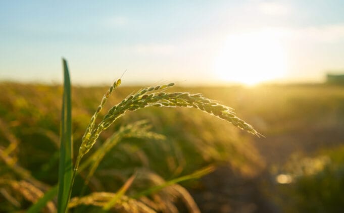 Innovación agrícola: la clave para que Colombia convierta el maíz en motor de desarrollo