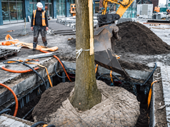 La apuesta por la innovación para hacer espacio a los árboles en las ciudades sin afectar la infraestructura