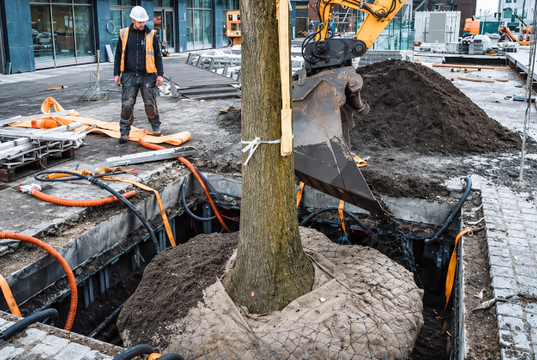 La apuesta por la innovación para hacer espacio a los árboles en las ciudades sin afectar la infraestructura